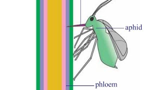 Transport of manufactured food in plants [upl. by Capello]