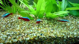 Cardinal Tetras eating meat pellet [upl. by Varion94]