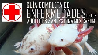 Guía definitiva de enfermedades de los ajolotes PARTE 1 [upl. by Eliam]