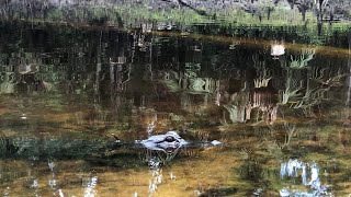 Fishing with the alligators Green Swamp east [upl. by Aliahs]