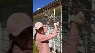 How to Prune Wisteria in Winter [upl. by Fairley]