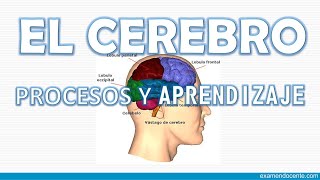 EL CEREBRO PROCESOS DE APRENDIZAJE  examen docente [upl. by Maxey264]