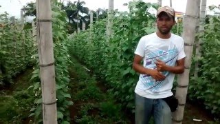 AGROLIQ Testimonio Cultivo Habichuela [upl. by Pelletier715]