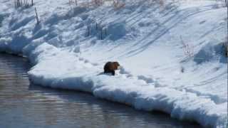 Mink in Saskatchewan Canada [upl. by Petronia]