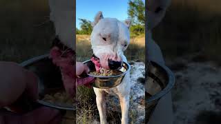 Living the Simple Life with My Dogo Argentino dogoargentino dog [upl. by Drislane]