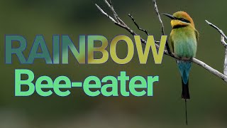 The Unique Rainbow Beeeater Call in Beautiful Red Rock NSW [upl. by Vassaux]