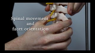 What does facet orientation have to do with spinal movement [upl. by Patterson]