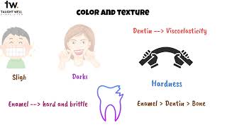 Histology of Dentin [upl. by Enninaej]