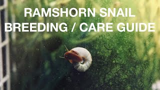 HOW TO BREED RAMSHORN SNAILS [upl. by Major]