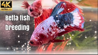 Crown tail betta fish and koi Plakat betta fish breeding  bettafish breeding [upl. by Rogers835]