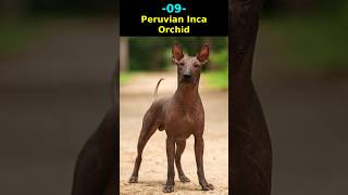 Ugliest Dog Breeds In The World [upl. by Yaj]