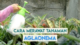 Cara Merawat Tanaman Hias AGLAONEMA  AGLONEMA [upl. by Adalard]