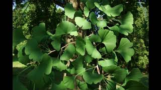 Identifying The Female Ginkgo Tree amp Ginkgo Nuts [upl. by Nims]