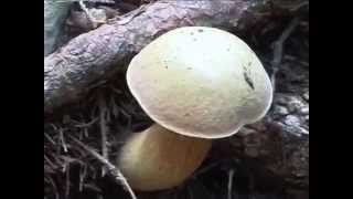 Boletus luridus Conoscere i funghi 09092014 [upl. by Rehpotsrihc]