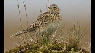 Skylark 1h bird sound [upl. by Kristel343]