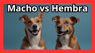 🔍 Descubre las 7 Diferencias Clave entre Perros Machos y Hembras 🐾 [upl. by Lekkim962]