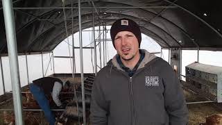 Pasture Raised Laying Hens Winter Edition [upl. by Lanevuj]