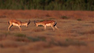 Goitered gazelle or BlackTailed Gazelle [upl. by Marybelle]