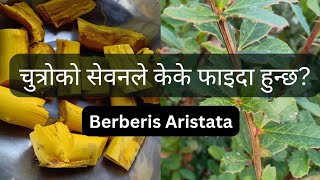 चुत्रो ।। Chutro ।। Berberis Aristata ।। Daru haridra [upl. by Anneres]