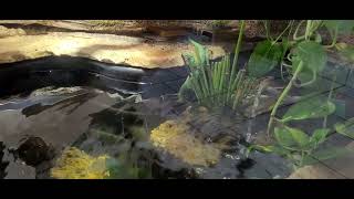 Varanus prasinus hunting for snails under water [upl. by Nylac]