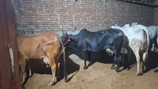 top Haryana top sahiwal cow for sale Rajput dairy farm Haryana Bhiwani Sandeep 🥳 8190986050 [upl. by Ailam]