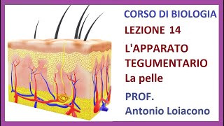 CORSO DI BIOLOGIA  Lezione 14  Lapparato Tegumentario [upl. by Daveda]