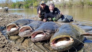 Massive Catfish in several French Rivers  HD by Catfishing World [upl. by Perdita]