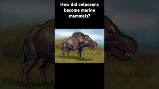 How did cetaceans grow as the heaviest living animals and become marine mammals whale evolution [upl. by Atiekram954]