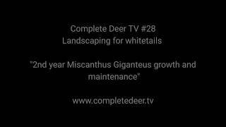 Miscanthus Giganteus 2nd year look in and maintenance 28 Complete Deer TV [upl. by Trudy]