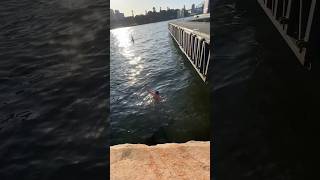 Dropped phone in Shark Infested Sydney Harbour 😳🦈 australia [upl. by Cunningham]