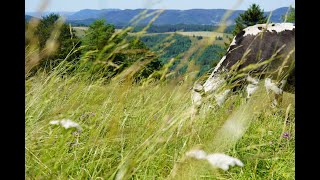 quotMassif des Vosges un pastoralisme plurielquot [upl. by Weisbart]