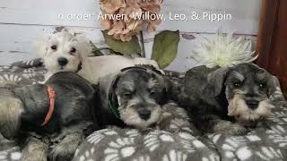 Miniature Schnauzer Puppies 6 weeks old [upl. by Yerac354]