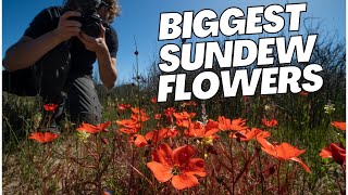 Finding the worlds biggest Sundew flower  Botany VLOG [upl. by Yddur]