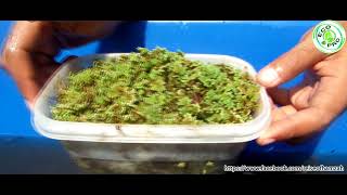 Setup the Azolla System using the fiberglass tank  Part 3 [upl. by Mihcaoj55]