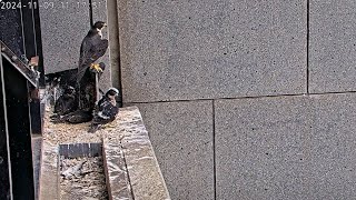 367 Collins St Falcons Mum Protects Chicks as Fledge Day Approaches 🐥🐥🐥 2024 Nov 9 [upl. by Ecinerev743]