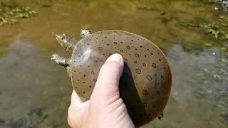 Spiny Soft Shell Turtle  Fleeing and eluding Michigan Soft Shell turtles [upl. by Gorden88]