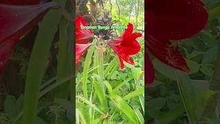 Tanaman Bunga Amaryllis kebunpandu tanaman bunga amaryllis [upl. by Yelsha]