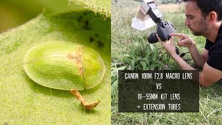 Macro Lens Vs Kit Lens And Extension Tubes  Photographing Insects [upl. by Simonne]