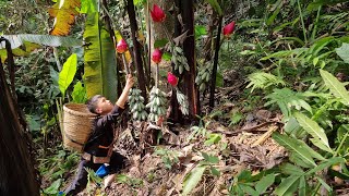 Nam  poor boy Cooking Go to the forest to pick wild bananas to sell The life of an orphan boy [upl. by Gnuy]