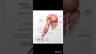 Anatomy of arm biceps brachii brachialiscoracobrachialis the simple mnemonic shortvideo shorts [upl. by Treblah537]