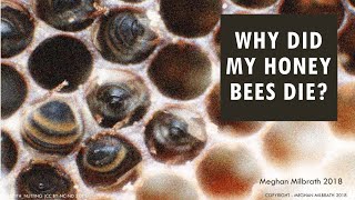 Why Did My Honey Bees Die [upl. by Ahsiet]