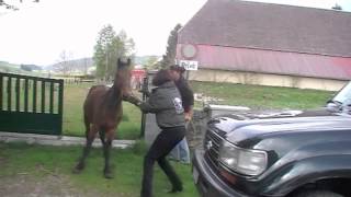 Sauvetage 3 chevaux à Neuchâtel CH [upl. by Lula]