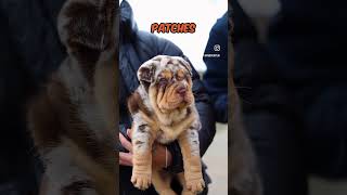 sharpei dog new revolution viral trending in every where [upl. by Atikin829]