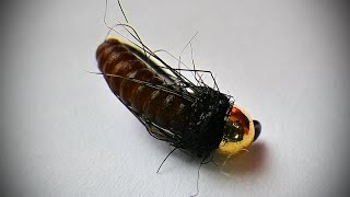 Catgut Caddis pupa [upl. by Jayne]