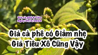 Giá cà phê hôm nay ngày 2922024 có Giảm nhẹ Giá tiêu hôm nay Cũng vậy [upl. by Martita]