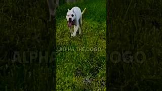 Dogo argentino hunting mode 👺😱 dog pitlove dogbreed americanbully dogoargentino viral [upl. by Weaver]