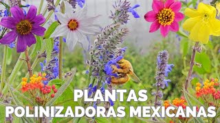 Plantas Polinizadoras Mexicanas  Vivero Suculentas de México  Biólogo Jerónimo Reyes Santiago [upl. by Haron]