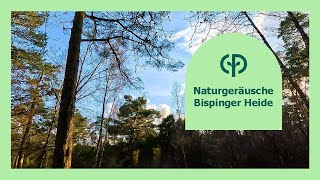 Naturgeräusche Bispinger Heide  ASMR Entspannung amp Meditation  Center Parcs [upl. by Evers]