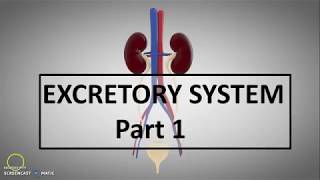 Excretory System  ICSE Class 10th BiologyPart 1 [upl. by Arammahs]