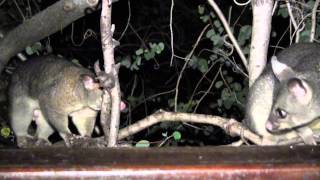 Brushtail Possum Courtship Sounds [upl. by Maddock732]